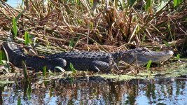 Alligator 12-09-08.jpg